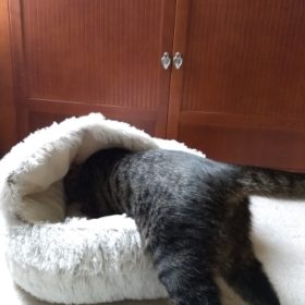 Cat Bed CatSuite Soft and Comfy Bed For Cat photo review