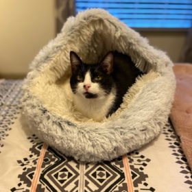 Cat Bed CatSuite Soft and Comfy Bed For Cat photo review