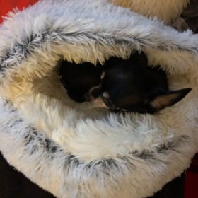 Cat Bed CatSuite Soft and Comfy Bed For Cat photo review