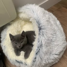 Cat Bed CatSuite Soft and Comfy Bed For Cat photo review