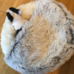 Cat Bed CatSuite Soft and Comfy Bed For Cat photo review