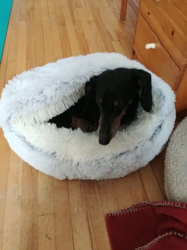 Cat Bed CatSuite Soft and Comfy Bed For Cat photo review