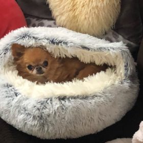 Cat Bed CatSuite Soft and Comfy Bed For Cat photo review