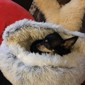 Cat Bed CatSuite Soft and Comfy Bed For Cat photo review