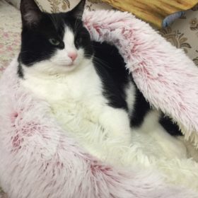 Cat Bed CatSuite Soft and Comfy Bed For Cat photo review