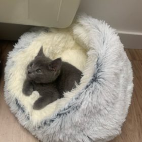 Cat Bed CatSuite Soft and Comfy Bed For Cat photo review
