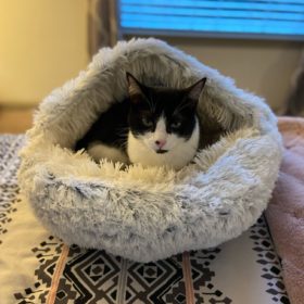 Cat Bed CatSuite Soft and Comfy Bed For Cat photo review