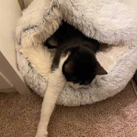 Cat Bed CatSuite Soft and Comfy Bed For Cat photo review