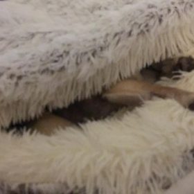 Cat Bed CatSuite Soft and Comfy Bed For Cat photo review
