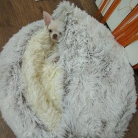 Cat Bed CatSuite Soft and Comfy Bed For Cat photo review