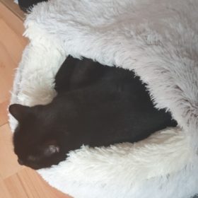 Cat Bed CatSuite Soft and Comfy Bed For Cat photo review