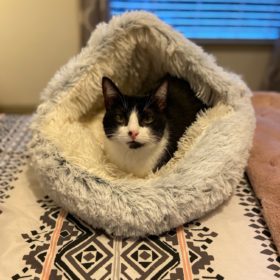 Cat Bed CatSuite Soft and Comfy Bed For Cat photo review