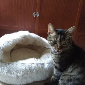 Cat Bed CatSuite Soft and Comfy Bed For Cat photo review