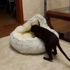 Cat Bed CatSuite Soft and Comfy Bed For Cat photo review