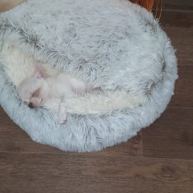 Cat Bed CatSuite Soft and Comfy Bed For Cat photo review